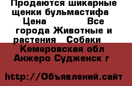 Продаются шикарные щенки бульмастифа › Цена ­ 45 000 - Все города Животные и растения » Собаки   . Кемеровская обл.,Анжеро-Судженск г.